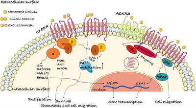 The Chemokine Receptor CXCR4 in Cell Proliferation and Tissue Regeneration